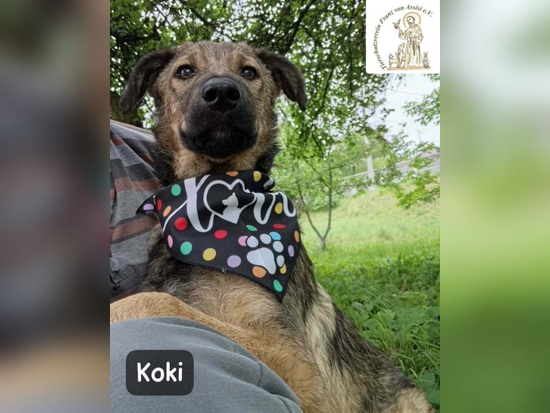 Koki – Wer Abenteuer sucht, sollte jetzt weiterlesen!