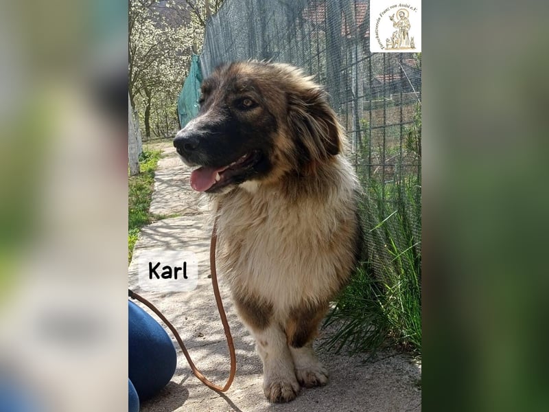 Karl – ein echtes Unikat auf vier Pfoten!