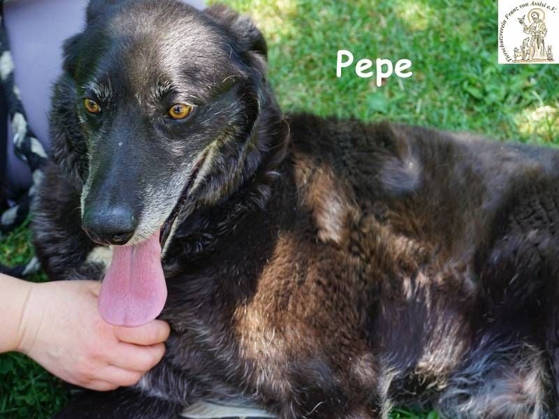 Pepe – Ein Seelentröster, ein Begleiter der nichts verlangt und alles gibt!