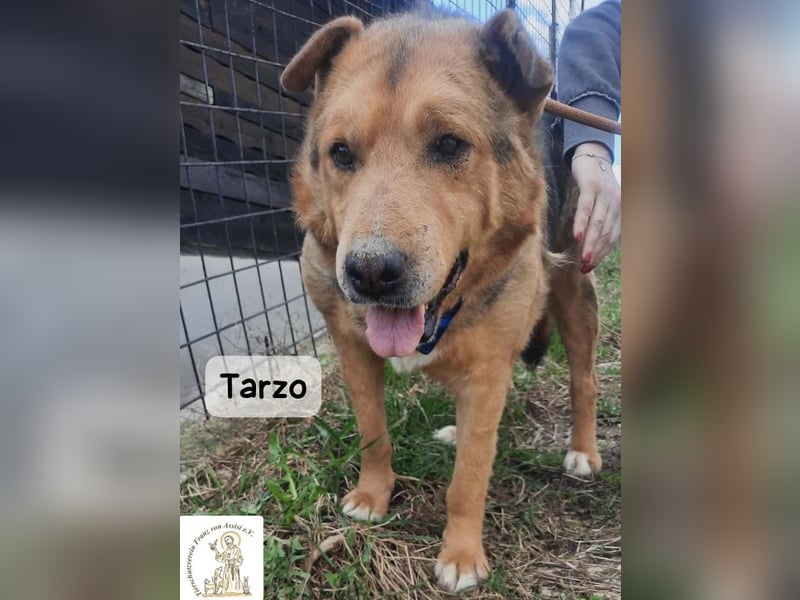 Tarzo – Ein Herz voller Jahre, das Ruhe verdient!