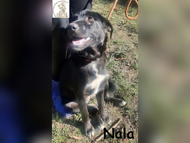 Nala – mit ihr macht dein Alltag Purzelbäume!