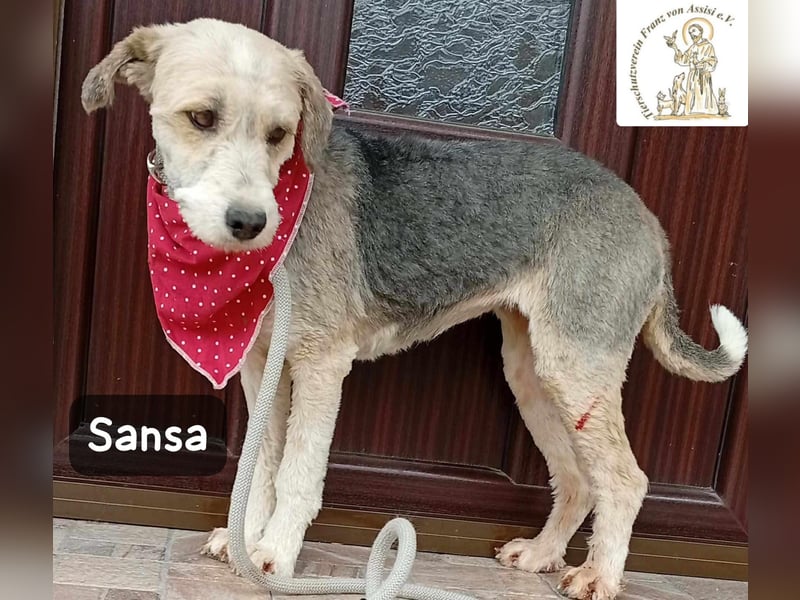 Sansa – der Neuanfang steht ihr einfach gut!