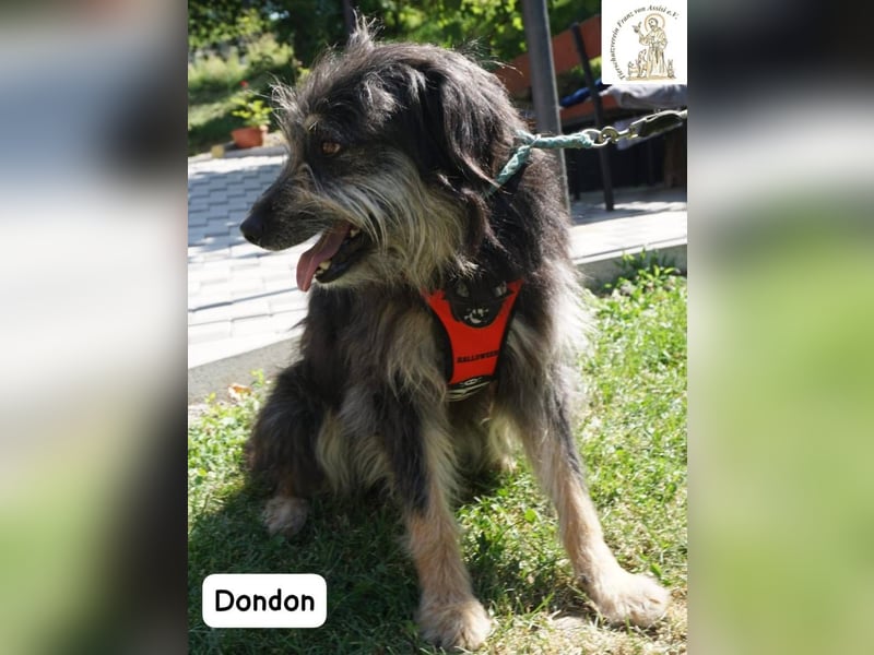 Dondon – ein Hund, der nicht laut sein muss, um besonders zu sein!