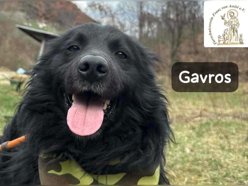 Gavros – einer, der das Leben erst noch richtig entdecken möchte!