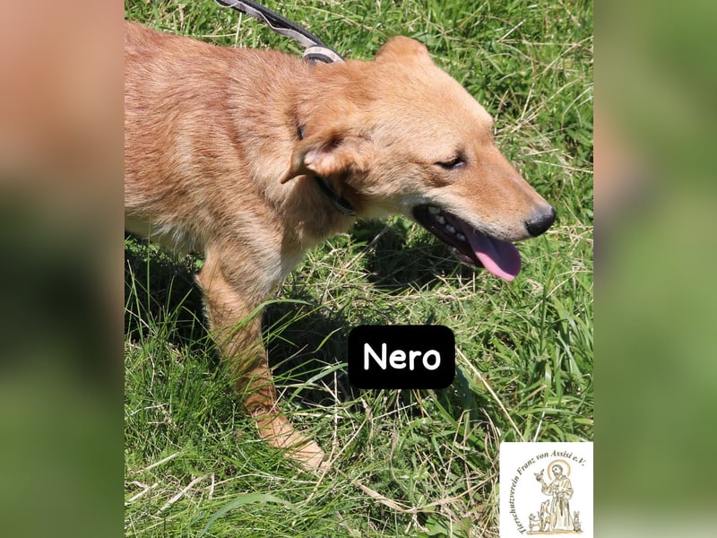 Nero – Klein genug zum Kuscheln, groß genug fürs Abenteuer! Nero – Klein genug zum Kuscheln, groß genug fürs Abenteuer!