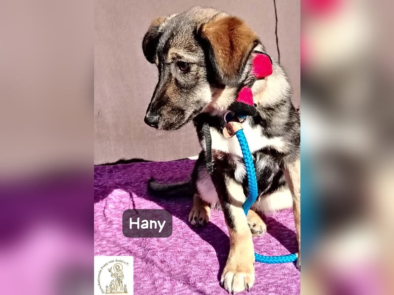 Hany – neugierig, frech und unwiderstehlich!