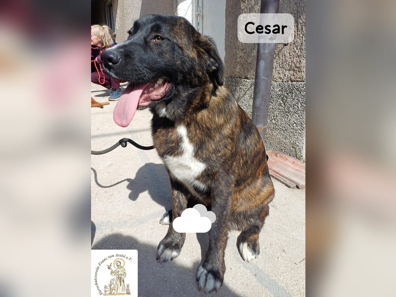 Cesar – ein großer Junge mit Honig im Herzen!