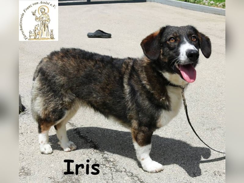 Iris – Stille Wasser wedeln tief!