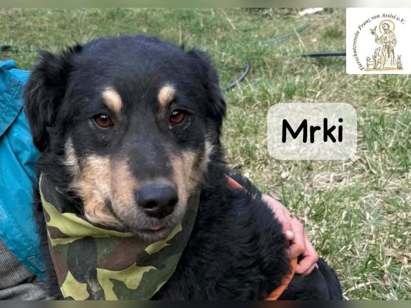 Mrki – ein sanfter Schatz mit großem Herzen!
