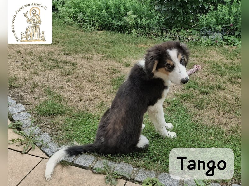 Tango – große Pfoten, großes Herz und viel Potenzial!