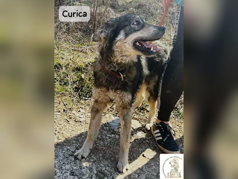 Curica – sucht Menschen, die ihr zeigen, wie sich Zuhause anfühlt!