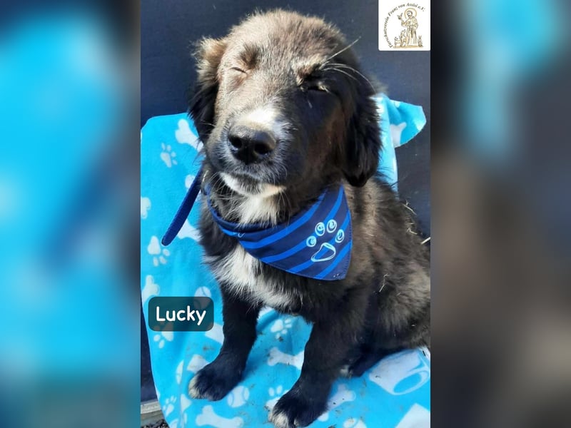 Lucky – kleiner Forscher auf vier Pfoten!