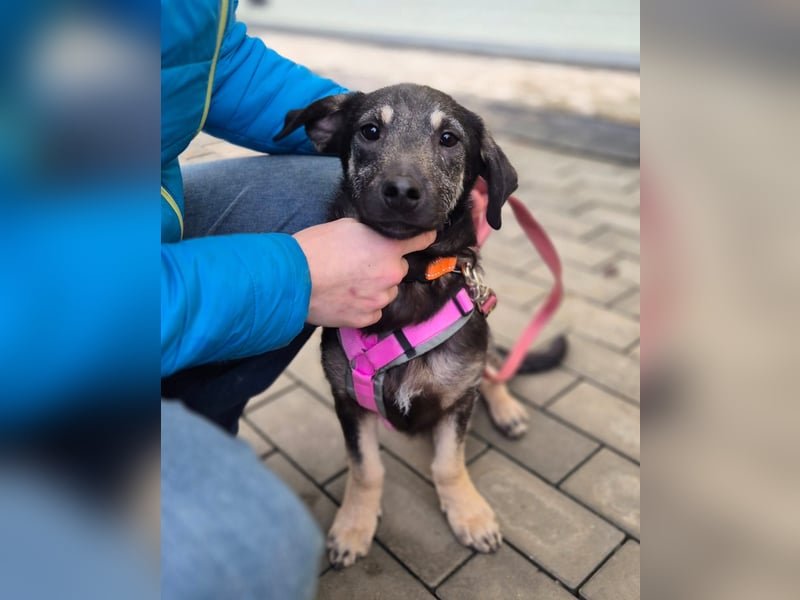 Zana – kleines Wesen mit großen Gefühlen!