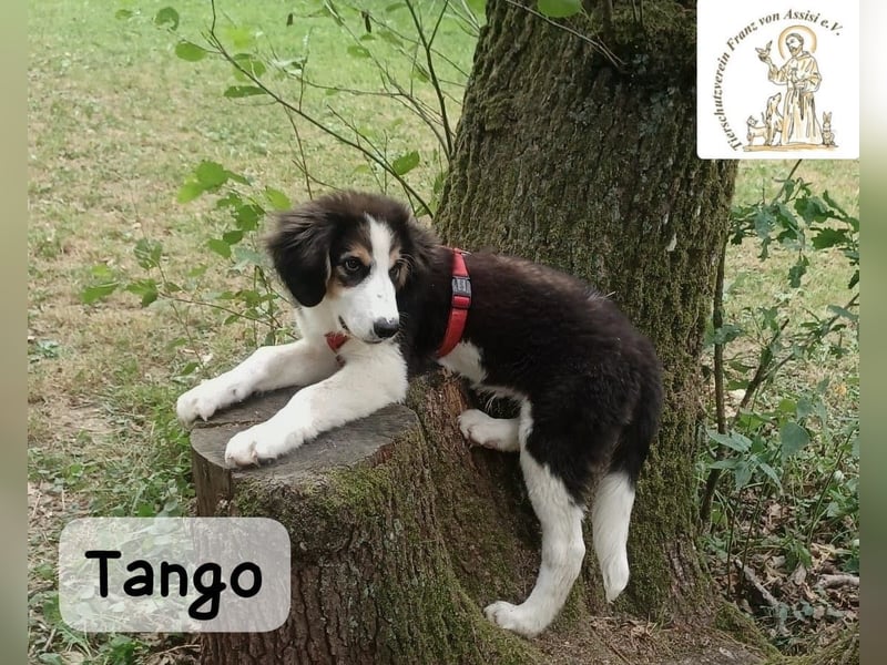 Tango – große Pfoten, großes Herz und viel Potenzial!