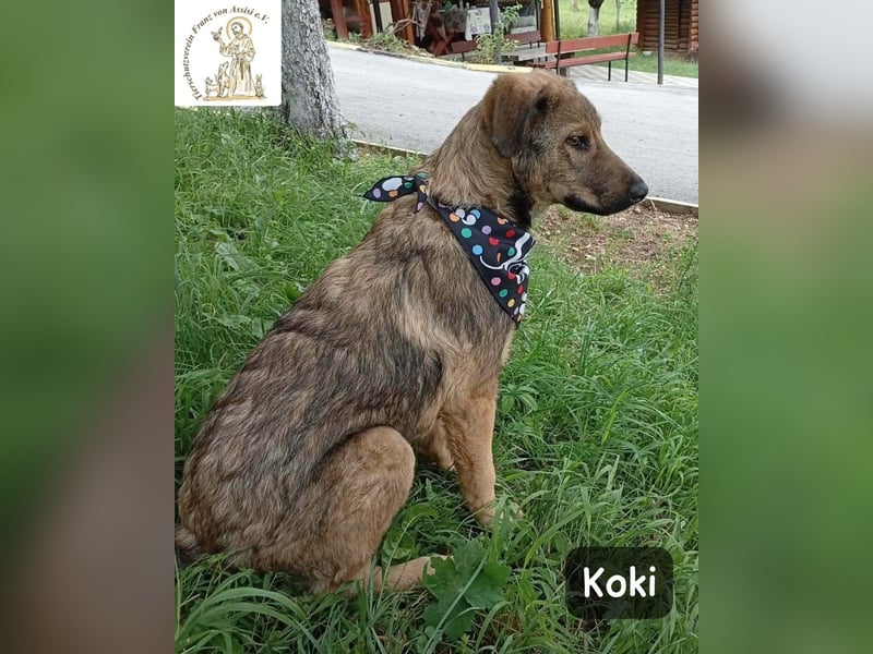 Koki – Wer Abenteuer sucht, sollte jetzt weiterlesen!