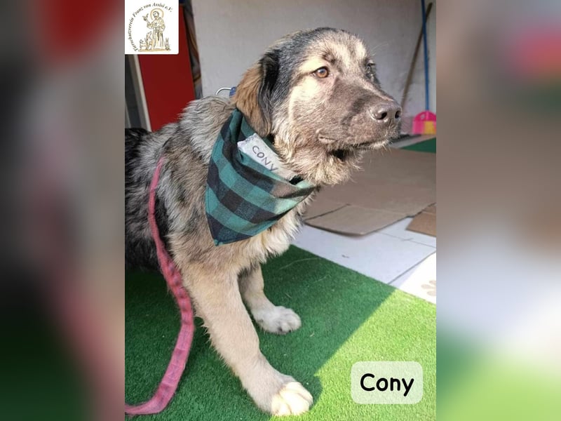Cony – das Abenteuer beginnt hier!