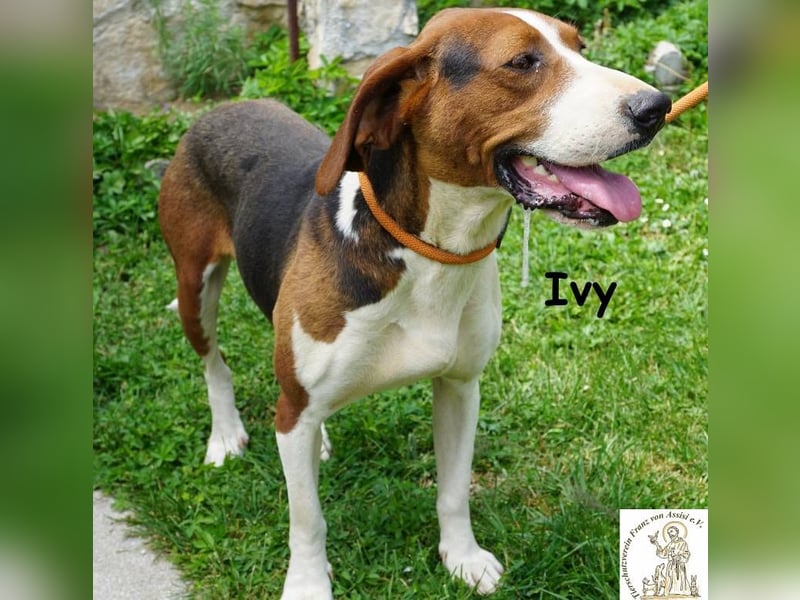 Ivy – bunte Pfotenpower und eine Mission: deine beste Freundin werden!