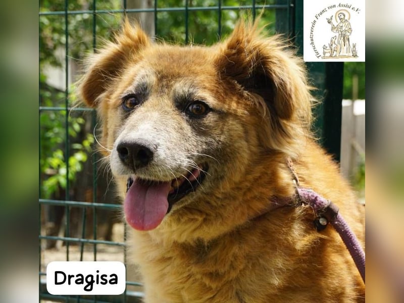 DRAGISA – sanftmütiger Oldie zum Verlieben