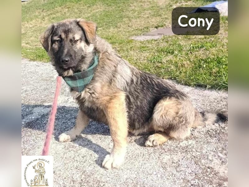 Cony – das Abenteuer beginnt hier!