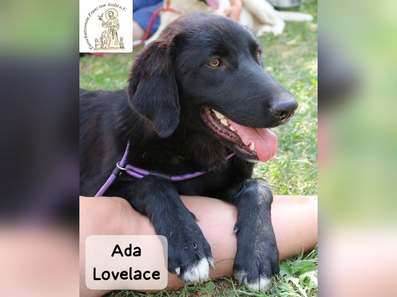 Ada Lovelace – sucht ihre Menschen für ein ganzes Hundeleben!