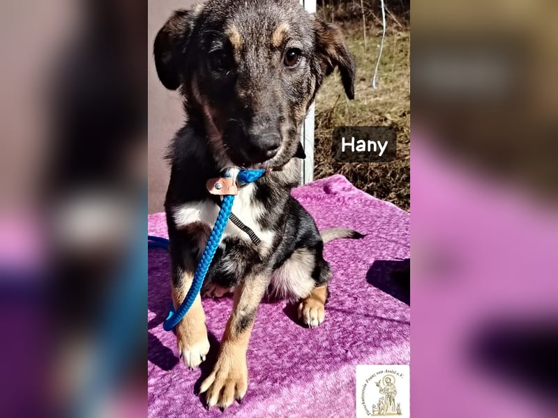 Hany – neugierig, frech und unwiderstehlich!