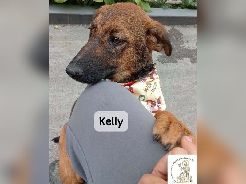 Kelly – Das Leben beginnt dort, wo Neugier auf Vertrauen trifft!