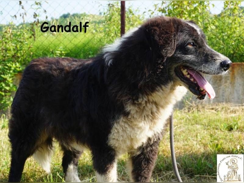Gandalf – unkomplizierter, freundlicher Gefährte
