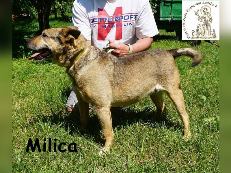 Milica – Endlich wälzen im Gras, endlich frei – mit Dir!