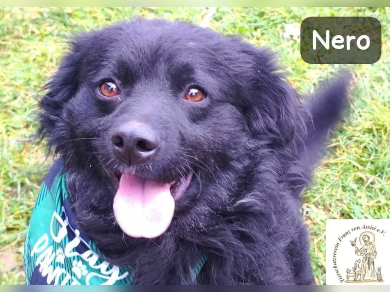 Nero – Herzensbrecher mit viel Charme und einigen Flausen im Kopf!