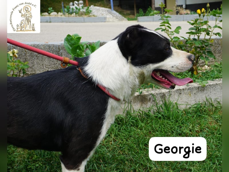 Georgie – Chaos im Herzen? Nein – nur pure Lebensfreude!