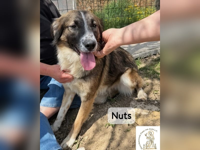 Nuts – manche Seelen tragen ihren Zauber ganz leise!