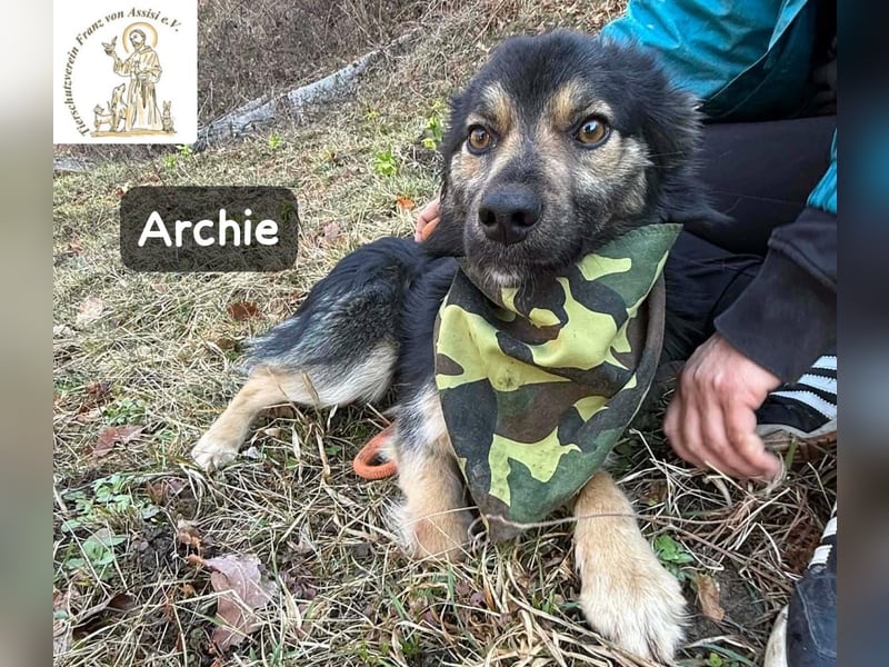 Archie – der Moment, in dem ein Hund dein Leben verändert!