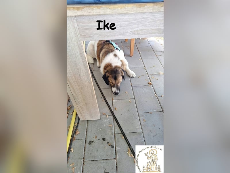 Ike – nicht nur optisch was ganz Besonderes!