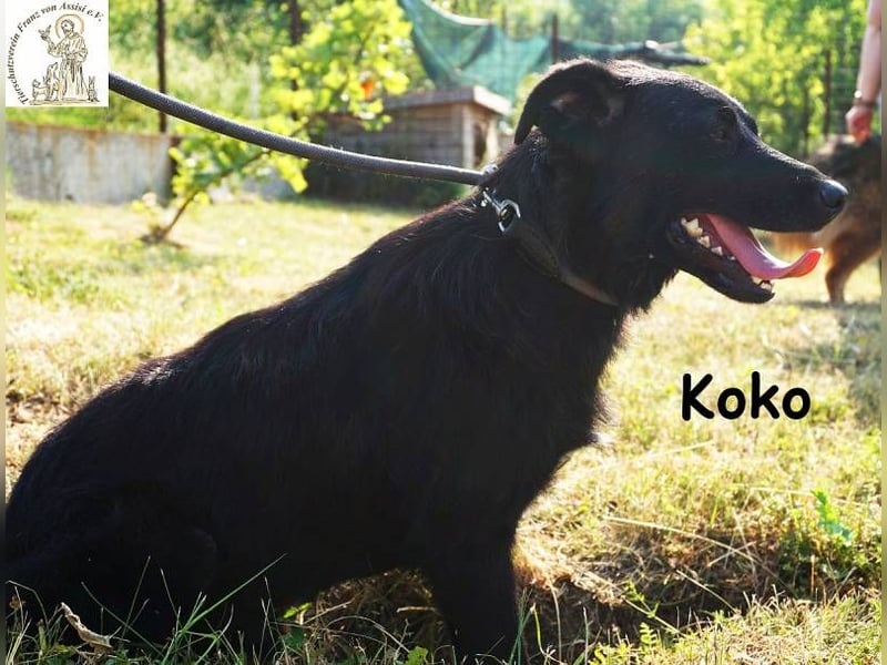 Koko – Ein Hund mit Potenzial
