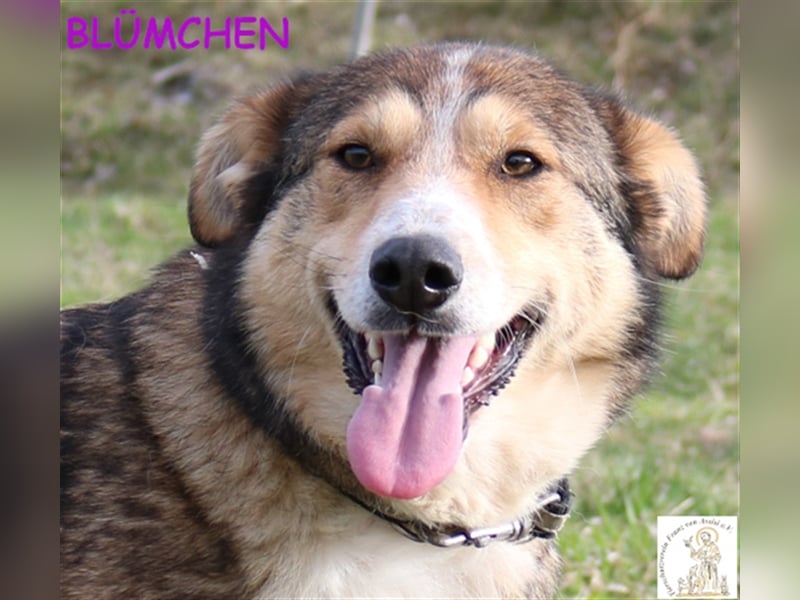 Blümchen – das schöne Hundemädchen