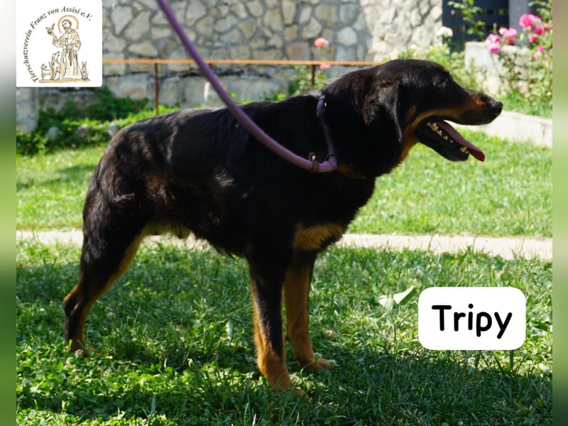 Tripy – Wer mit dem Herzen sieht, erkennt die Perfektion!