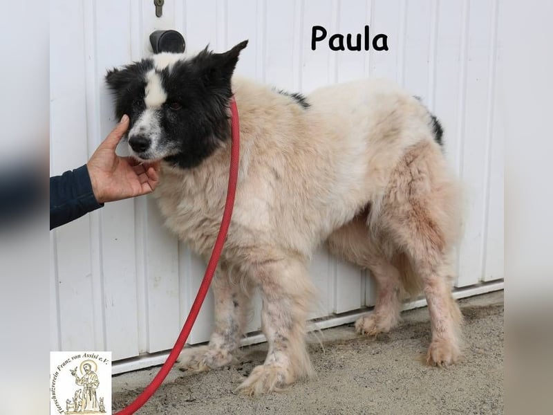 Paula – sucht ein Zuhause, damit ihre Seele heilen darf!