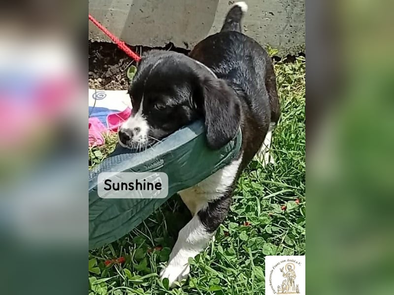 Sunshine – ein kleines Lächeln auf vier Pfoten!