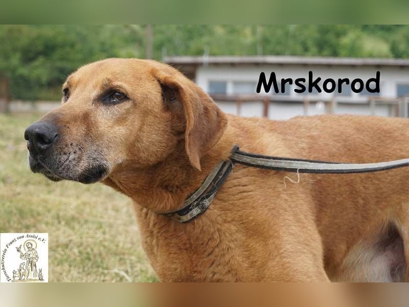 Mrskorod - Auf der Suche nach einer besseren Zukunft!