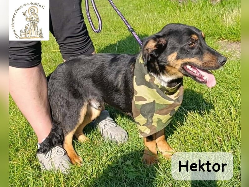 Hektor – mittendrin statt brav daneben!