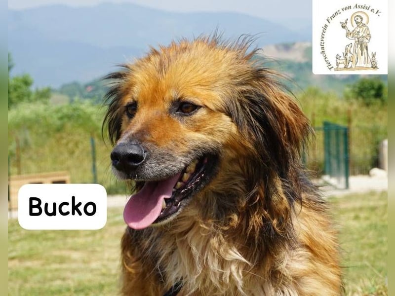 Bucko – Manche Helden tragen Fell!