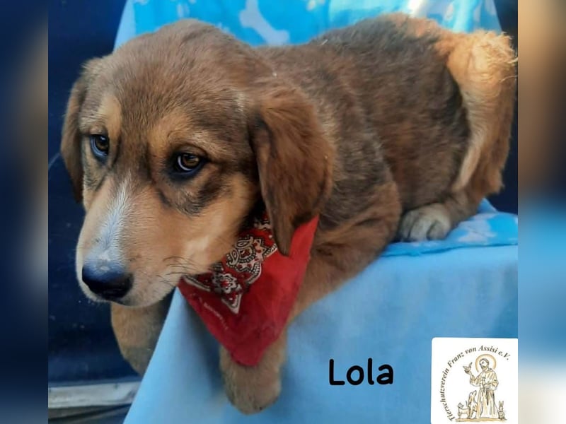 Lola – tapsig, neugierig und ganz viel Liebe!