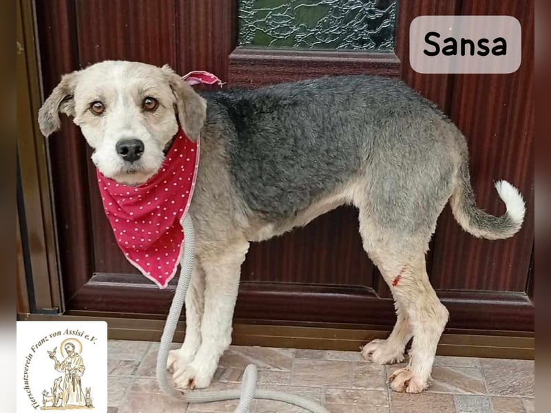 Sansa – der Neuanfang steht ihr einfach gut!