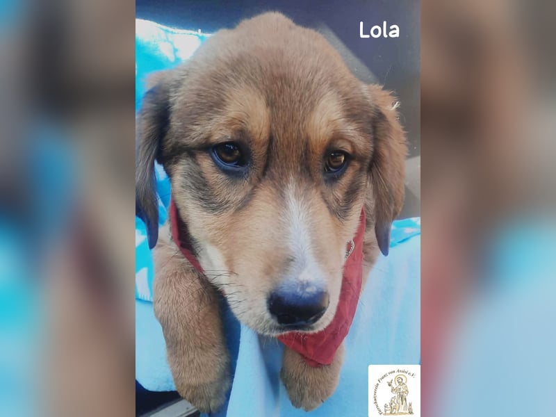 Lola – tapsig, neugierig und ganz viel Liebe!
