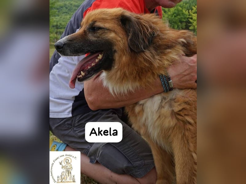 Akela – Will der beste Junge für seine Menschen werden!
