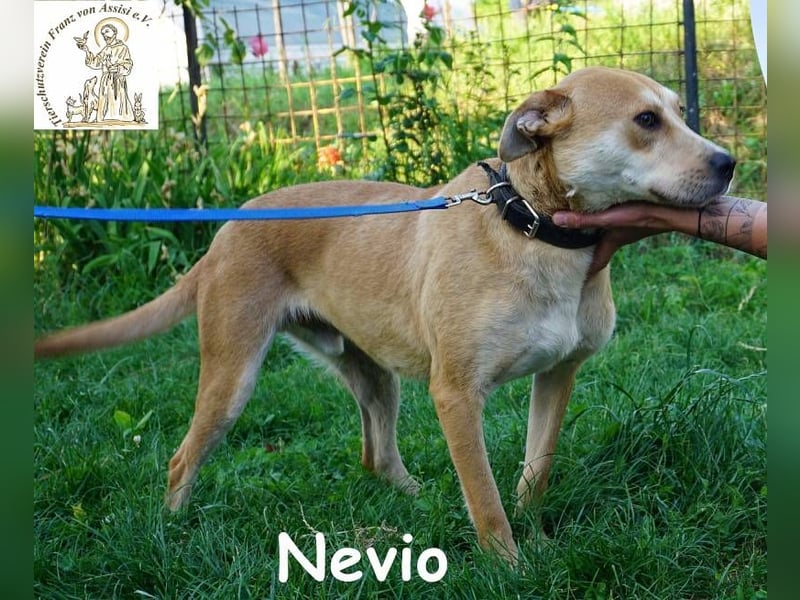 Nevio - Volle Kraft voraus – Energie pur und trotzdem ein Schmusekönig!