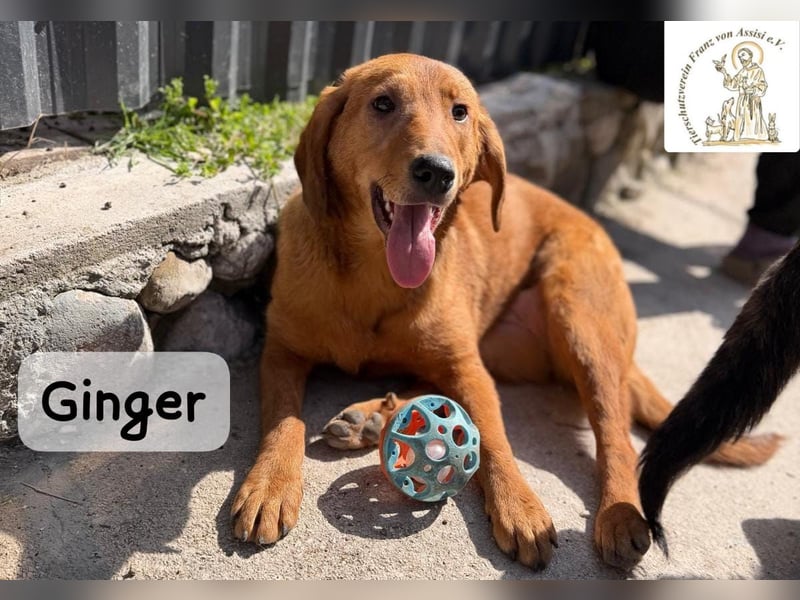 Ginger – wenn aus einem Funken ein kleines Feuerwerk wird!