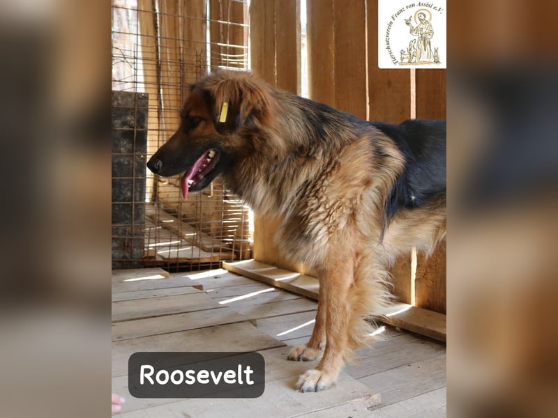 Roosevelt – ein Lächeln auf vier Pfoten!