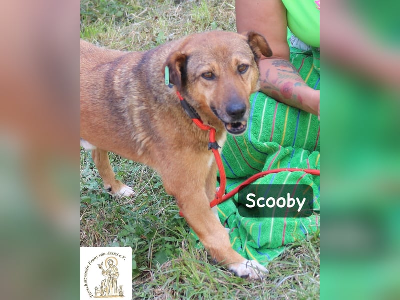 Scooby – kein Jungspund mehr, aber längst nicht fertig mit dem Leben!