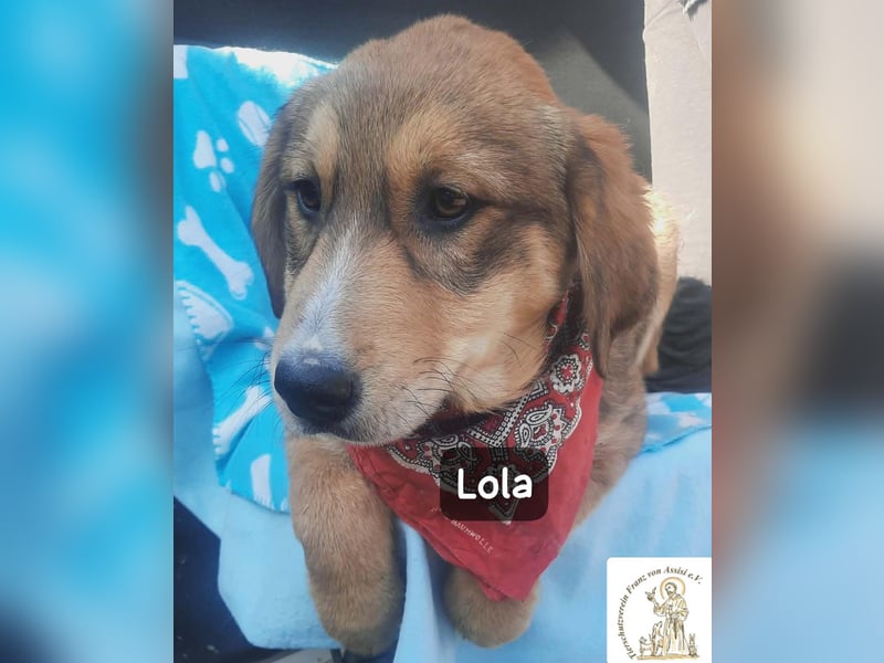Lola – tapsig, neugierig und ganz viel Liebe!